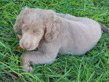 Chiots Braques de Weimar poils longs LOF à vendre