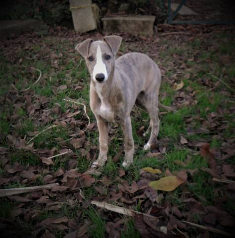 Vends adorables chiots Whippet