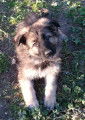 Chiots Berger Allemand ancien type &agrave; poils longs, dos droit, &agrave; vendre