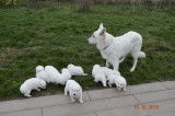 Chiots de race Berger Blanc Suisse à vendre (4 femelles & 5 mâles)