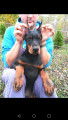 Dobermann &agrave; vendre