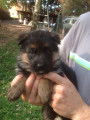 Magnifiques chiots Bergers Allemands à vendre