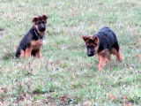 Chiots m&acirc;les Bergers Allemands poil court &agrave; vendre