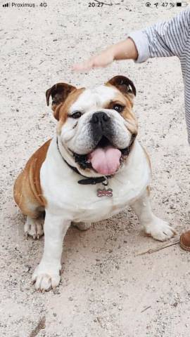 Bulldog Anglais de 4 ans avec pedigree Saint-Hubert à vendre