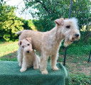Chiots de race Lakeland Terrier à vendre (2 femelles & 4 mâles)