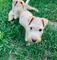 Chiots de race Lakeland Terrier à vendre (2 femelles & 4 mâles)