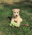 Chiots de race Lakeland Terrier à vendre (2 femelles & 4 mâles)