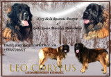 Réservation de chiots Leonberg à naître fin janvier