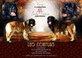 Réservation de chiots Leonberg à naître fin janvier