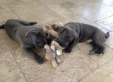 Chiot de race Cane Corso femelle à vendre