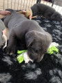 Chiot de race Cane Corso femelle à vendre