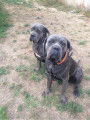 Chiot de race Cane Corso femelle à vendre
