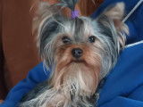 Yorkshire Terrier disponible pour saillie