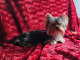 Yorkshire Terrier disponible pour saillie