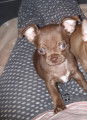Deux chiots Chihuahuas m&acirc;les &agrave; vendre