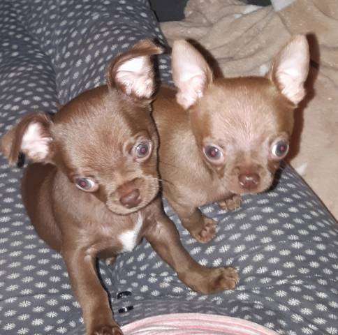 Deux chiots Chihuahuas mâles à vendre