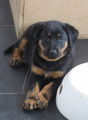 Adorables chiots Beaucerons à vendre