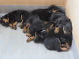 Adorables chiots Beaucerons à vendre