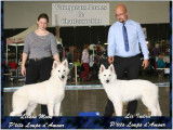 Berger Blanc suisse champion FCI disponible pour saillie