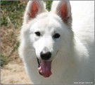 Berger Blanc suisse champion FCI disponible pour saillie