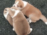 Chiots Akita Inu Roux