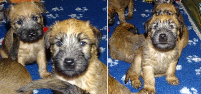 Chiot de race Terrier Irlandais à Poil Doux à vendre