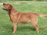 Mâle Labrador LOF redfox pour saillies