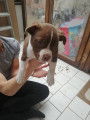 Chiots American Staff crois&eacute;s Bulldog &agrave; vendre