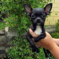 2 chiots mâle Chihuahuas à vendre