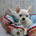 2 chiots mâle Chihuahuas à vendre