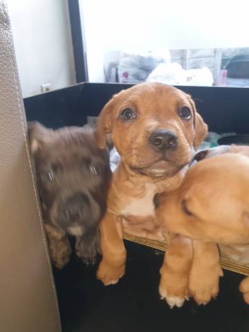 Chiots de type American Staffordshire Terrier à vendre (1 femelle & 3 mâles)