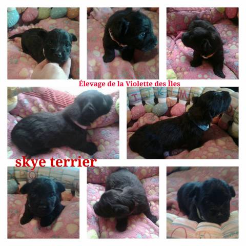 Chiots de race Skye Terrier à vendre (4 femelles & 4 mâles)