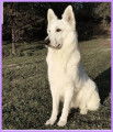 Magnifique chiot Bergers Blancs Suisses &agrave; vendre
