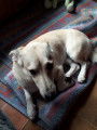 Recherche famille d'accueil pour chien