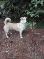 Recherche famille d'accueil pour chien