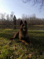 Propose mâle Berger Belge Malinois pour saillie