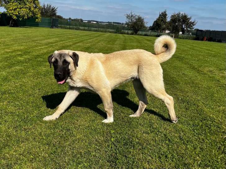 Chiots mâles Kangal LOSH disponibles