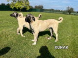Chiots mâles Kangal LOSH disponibles