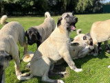 Chiots mâles Kangal LOSH disponibles