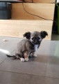 Chiots de type Chihuahua à vendre (7 mâles)