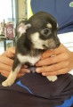 Chiots de type Chihuahua à vendre (7 mâles)