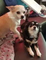 Chiots de type Chihuahua à vendre (7 mâles)