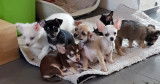 Chiots de type Chihuahua à vendre (7 mâles)