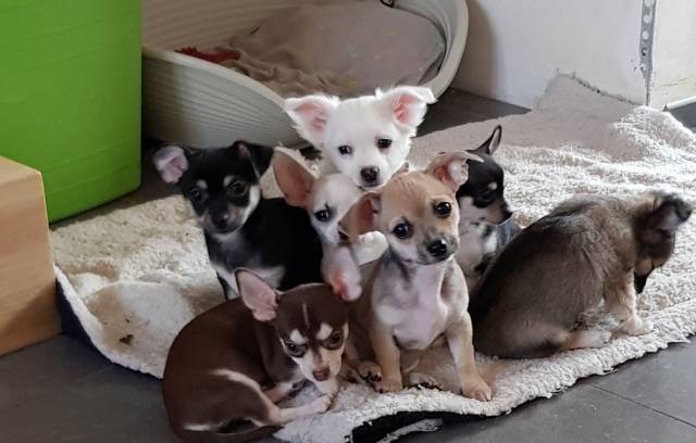 Chiots de type Chihuahua à vendre (7 mâles)