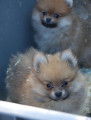 Chiots spitz nains / mini