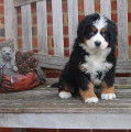Chiots de type Bouvier Bernois à vendre (4 femelles & 4 mâles)