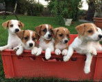 Chiots mini Jack Russell