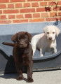 Chiot Labrador Bruns-Blonds_Noirs