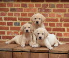 Chiot Labrador Bruns-Blonds_Noirs