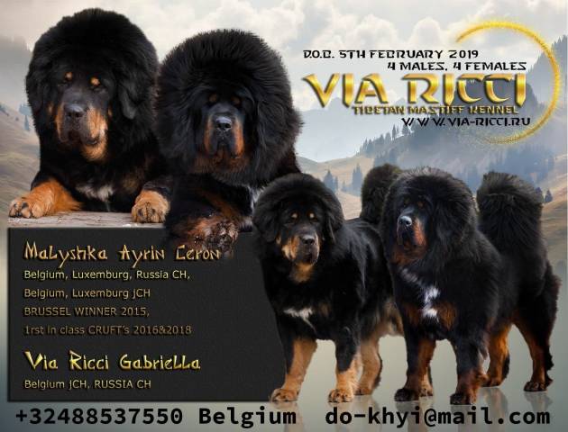 Magnifiques chiots Dogues du Tibet (Do-Khyi) à vendre